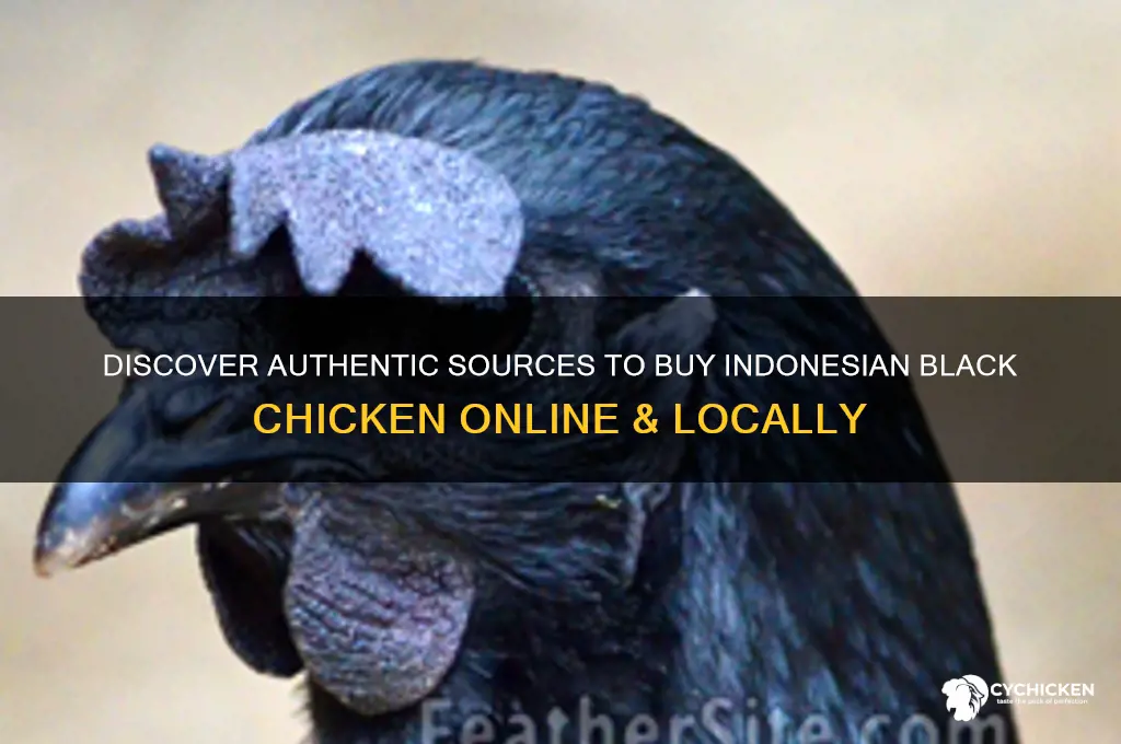 where to buy indonesian black chicken