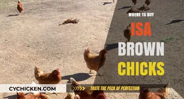 Best Places to Purchase Healthy Isa Brown Chicks Locally & Online