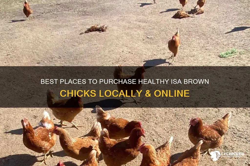 where to buy isa brown chicks