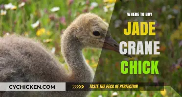 Best Places to Purchase Healthy Jade Crane Chicks Online & Locally