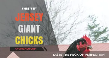 Best Places to Buy Jersey Giant Chicks for Your Flock