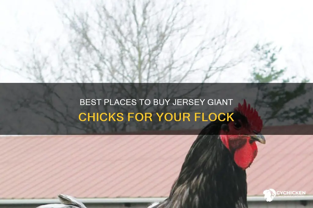 where to buy jersey giant chicks