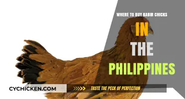 Where to Buy Kabir Chicks in the Philippines: Top Sources