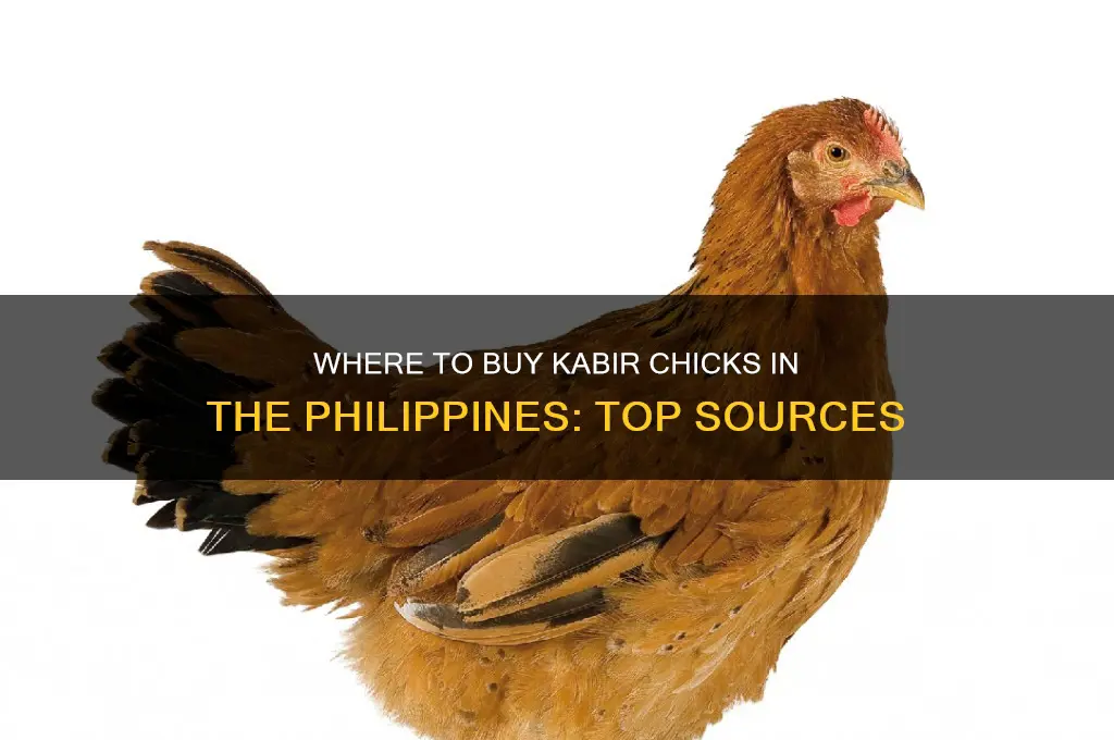 where to buy kabir chicks in the philippines