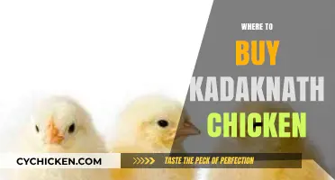 Discover the Best Sources to Buy Authentic Kadaknath Chicken