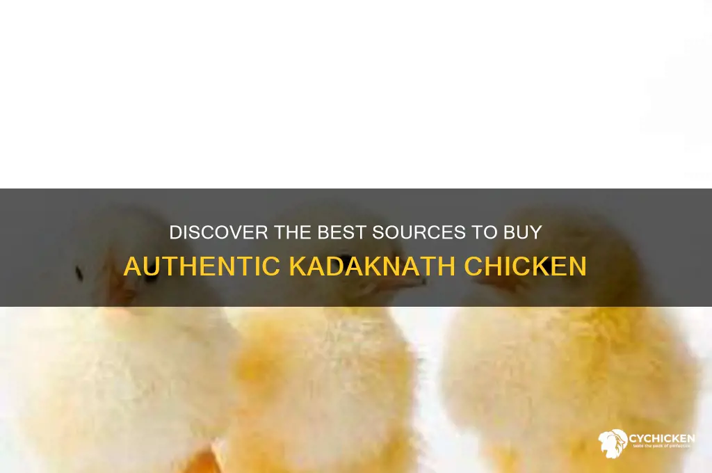 where to buy kadaknath chicken