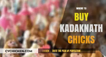Best Places to Buy Healthy Kadaknath Chicks Online & Offline