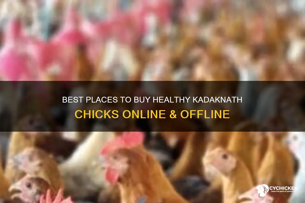 where to buy kadaknath chicks