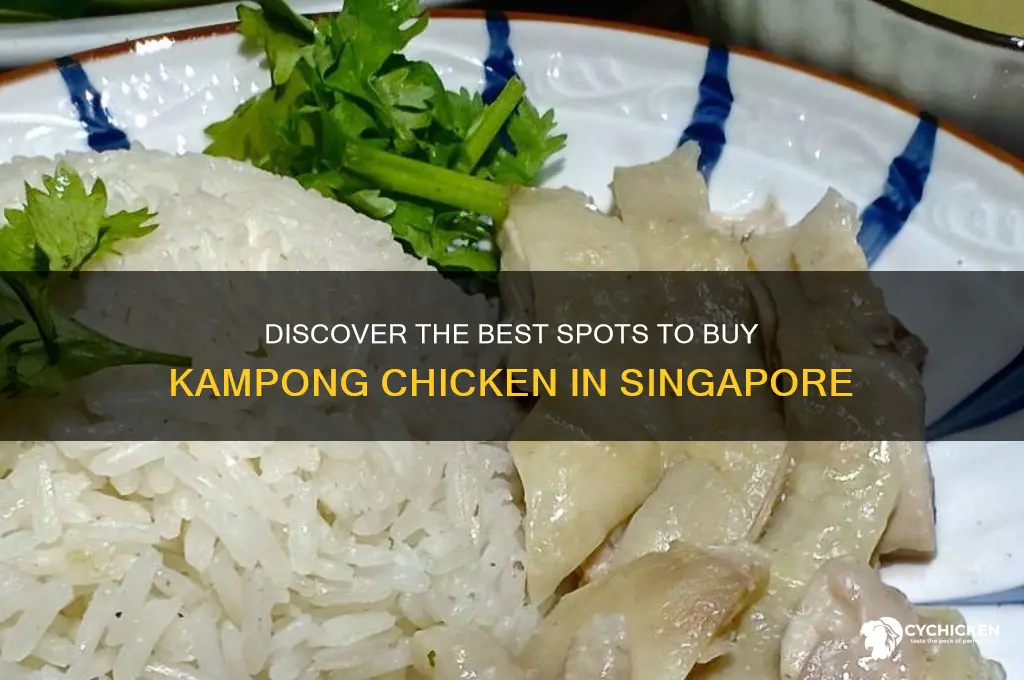 where to buy kampong chicken in singapore