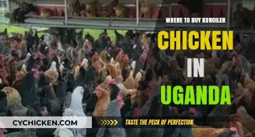 Best Places to Buy Kuroiler Chickens in Uganda: A Guide