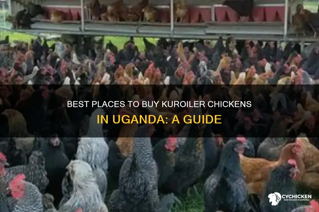 where to buy kuroiler chicken in uganda