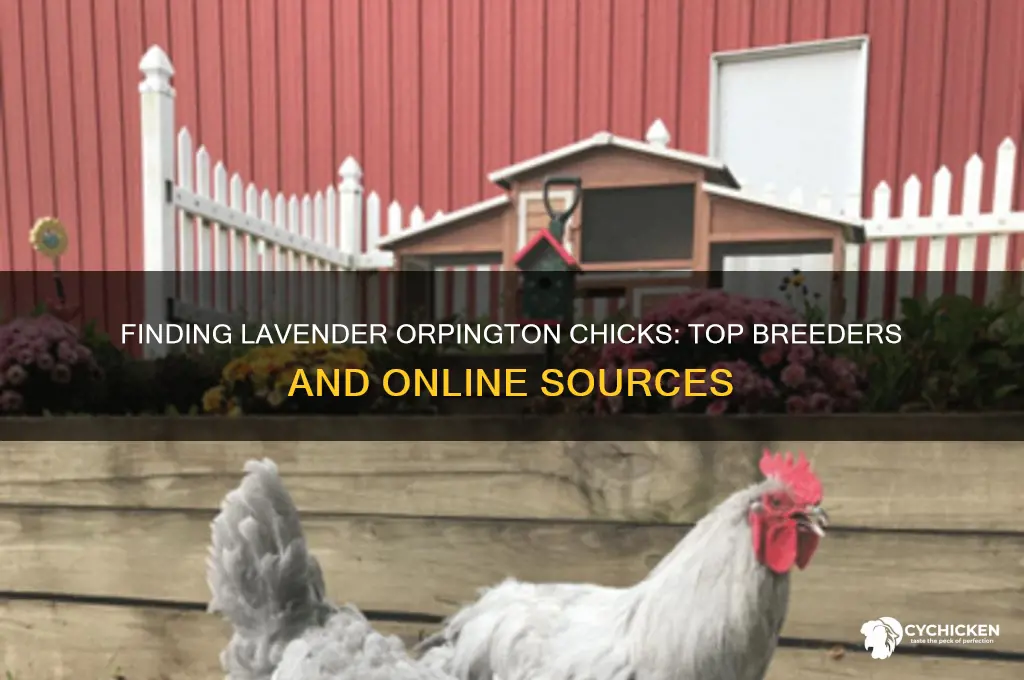 where to buy lavender orpington chicks