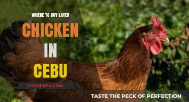 Best Places to Buy Layer Chickens in Cebu: A Comprehensive Guide