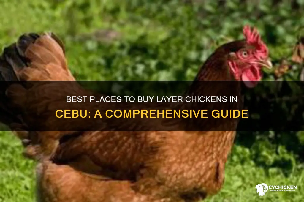 where to buy layer chicken in cebu