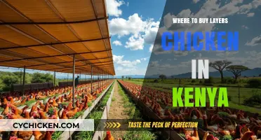 Best Places to Purchase Quality Layers Chicken in Kenya