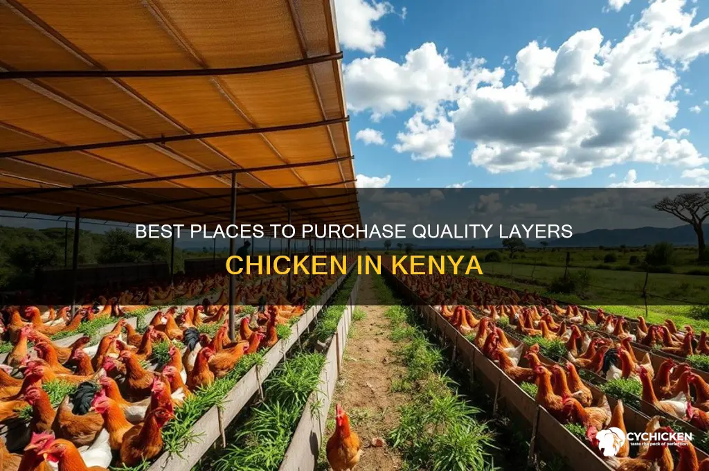 where to buy layers chicken in kenya