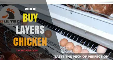 Best Places to Purchase High-Quality Layers Chickens for Your Farm