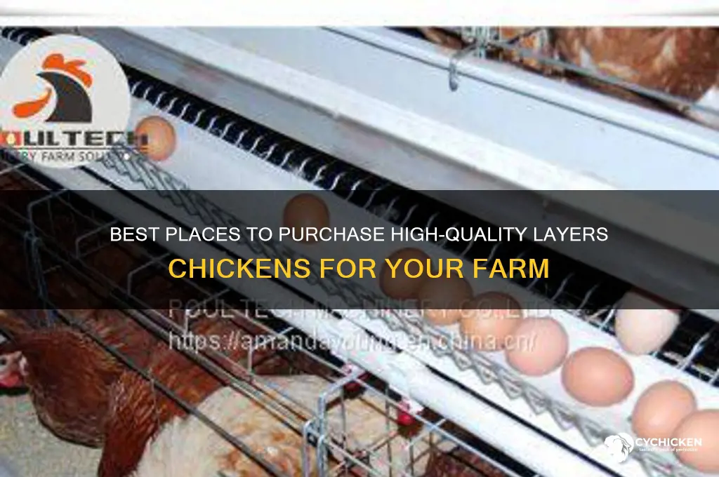 where to buy layers chicken
