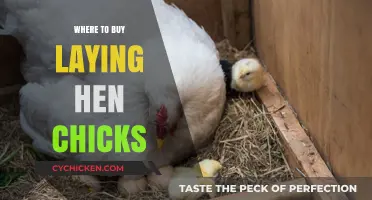 Best Places to Purchase Healthy Laying Hen Chicks for Your Flock