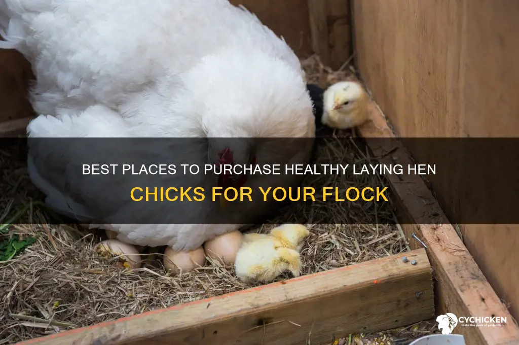where to buy laying hen chicks