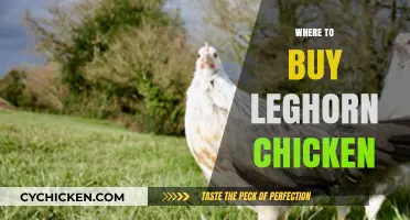 Where to Buy Leghorn Chickens: Top Sources and Tips for Buyers