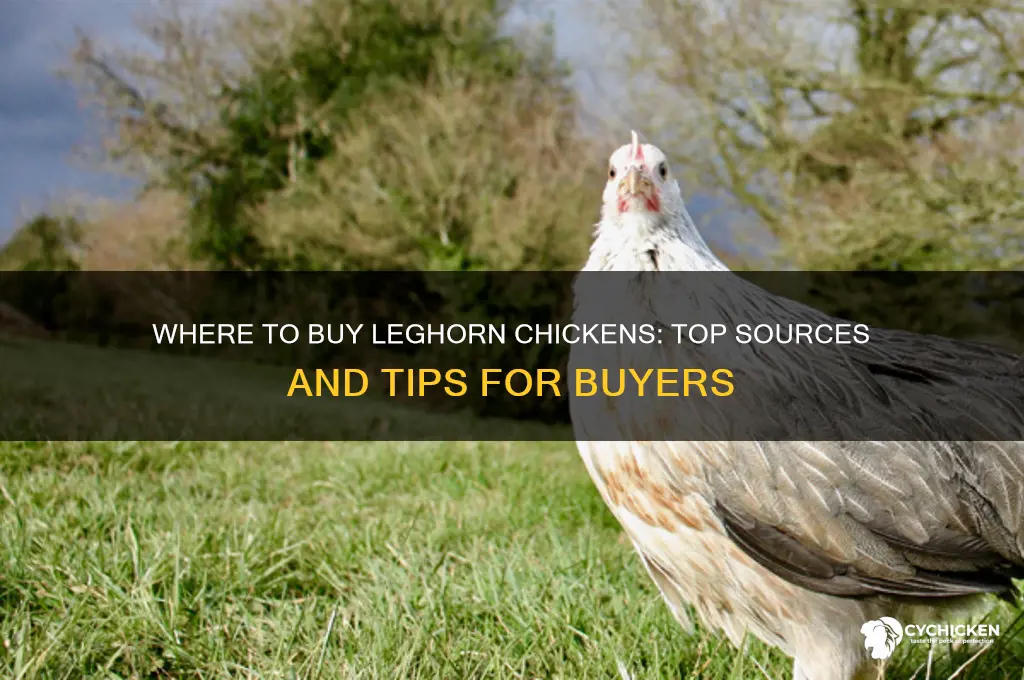 where to buy leghorn chicken