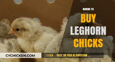 Best Places to Purchase Leghorn Chicks for Your Flock