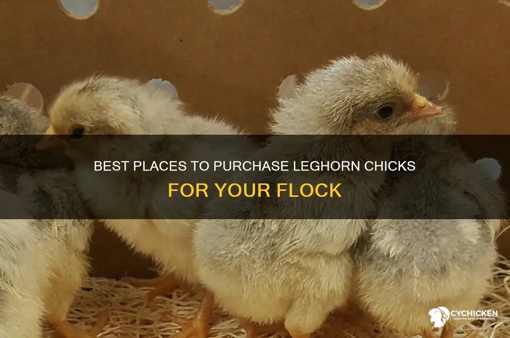 where to buy leghorn chicks