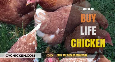 Best Places to Purchase Live Chickens Locally and Online