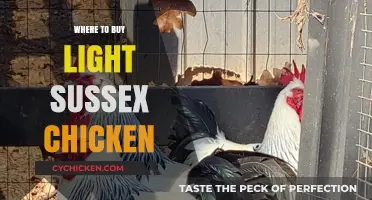 Best Places to Buy Light Sussex Chickens: A Comprehensive Guide