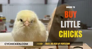 Best Places to Buy Little Chicks for Your Backyard Flock