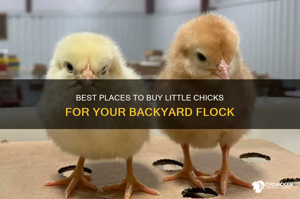 where to buy little chicks