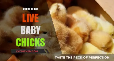 Best Places to Purchase Live Baby Chicks for Your Flock