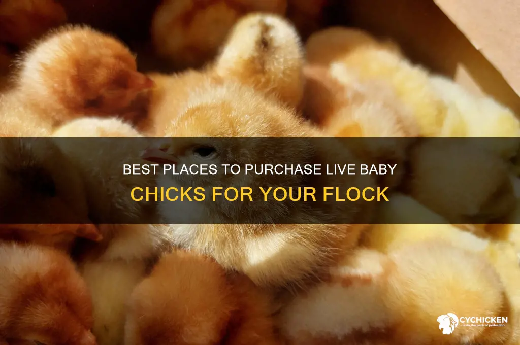 where to buy live baby chicks