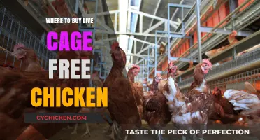 Best Places to Buy Live Cage-Free Chickens Near You