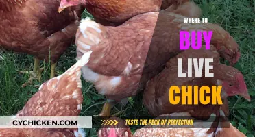 Where to Buy Live Chicks: Top Sources for Healthy Poultry