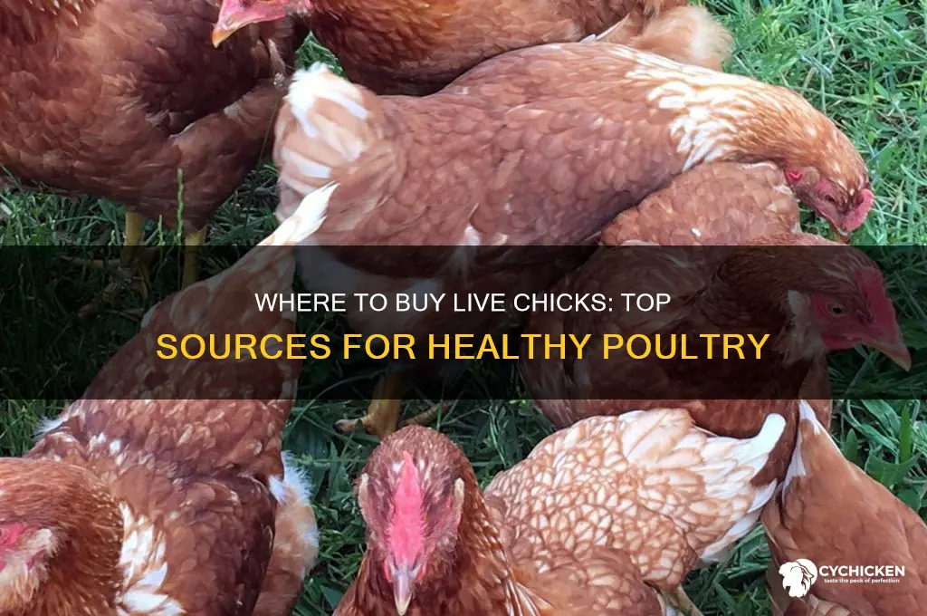 where to buy live chick