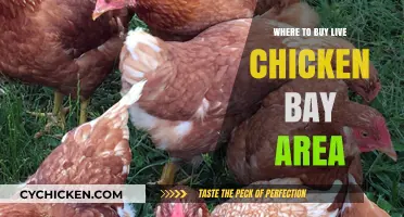 Bay Area's Best Spots to Buy Live Chickens Locally
