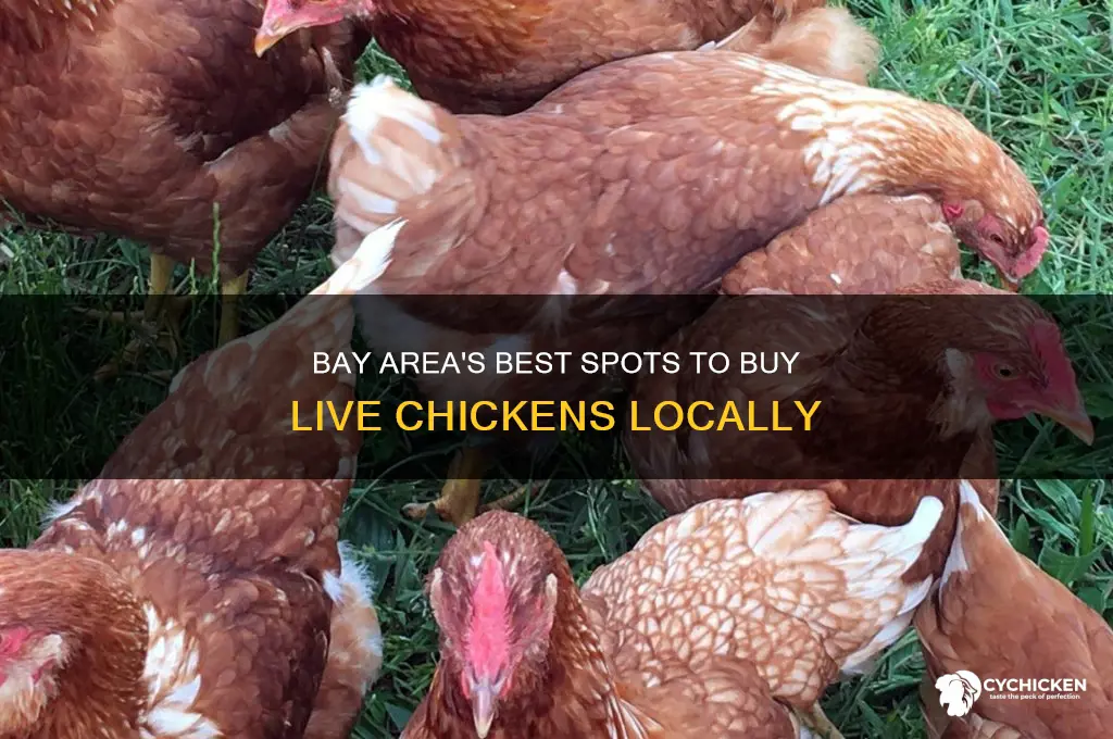 where to buy live chicken bay area