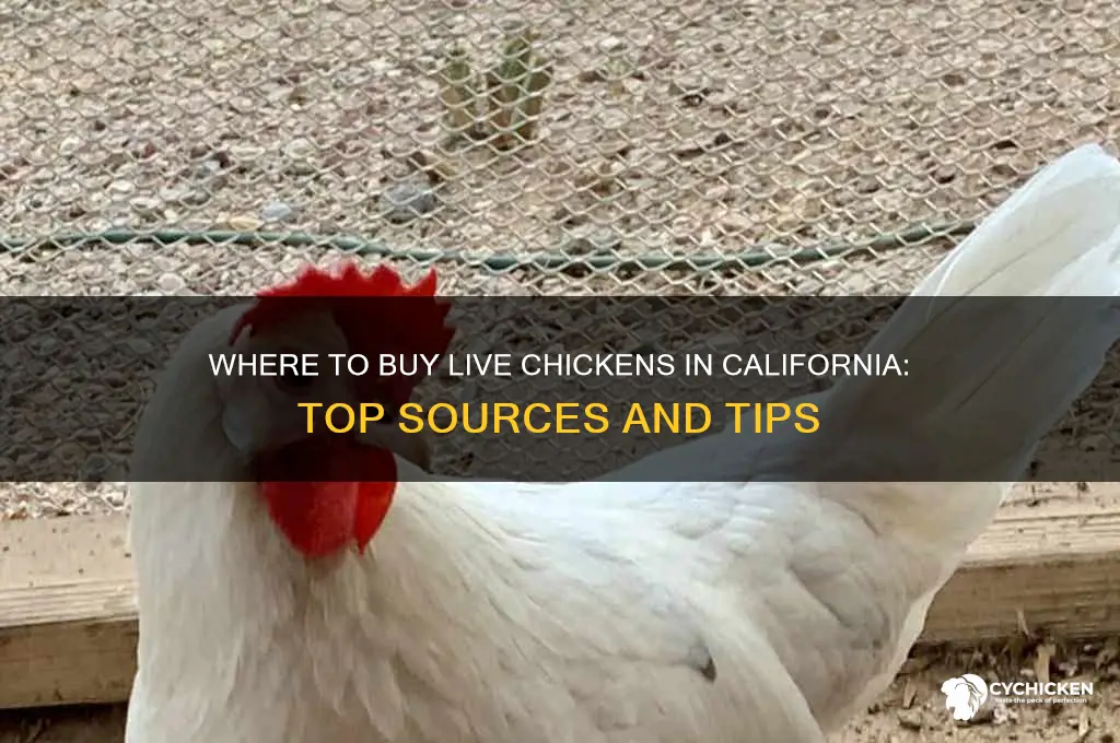 where to buy live chicken calfornia