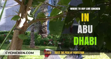 Best Places to Buy Live Chicken in Abu Dhabi: A Guide