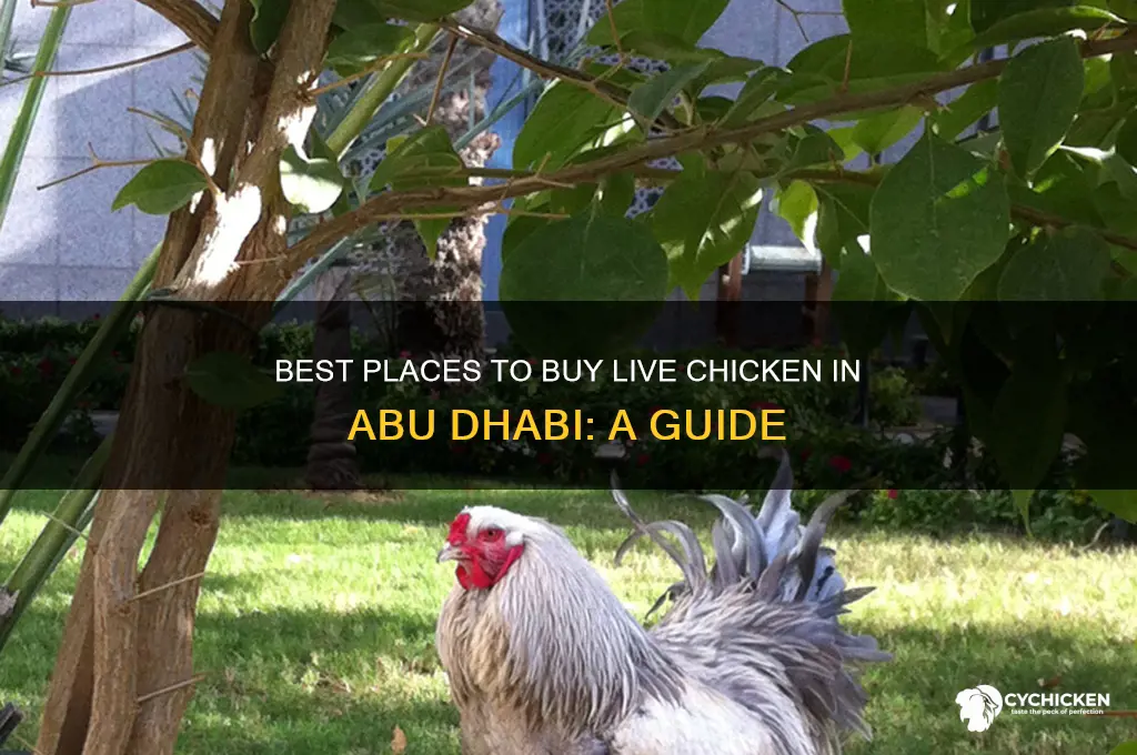 where to buy live chicken in abu dhabi