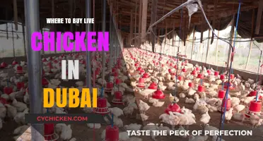 Best Places to Buy Live Chicken in Dubai: A Comprehensive Guide