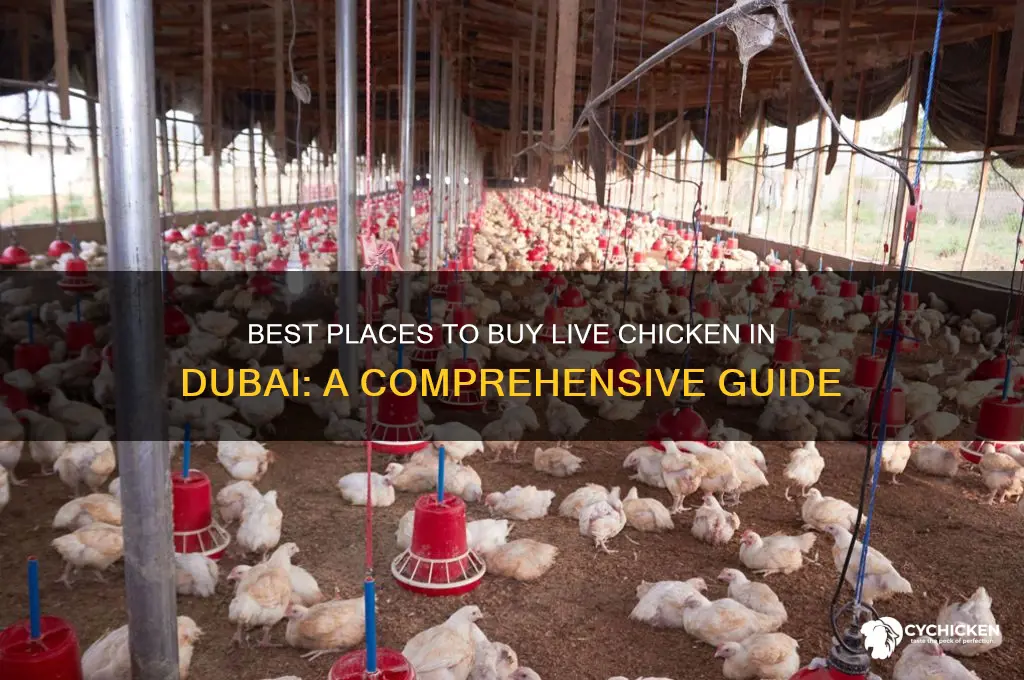 where to buy live chicken in dubai