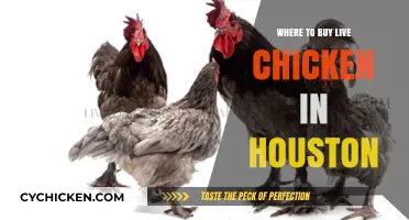 Where to Find Live Chickens for Sale in Houston, Texas