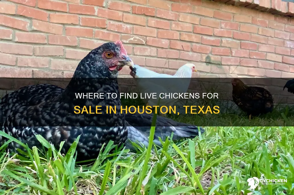 where to buy live chicken in houston