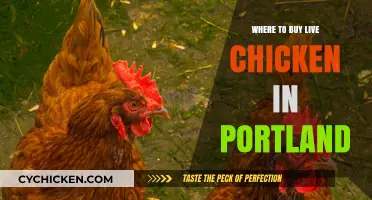 Where to Find Live Chickens for Sale in Portland, Oregon