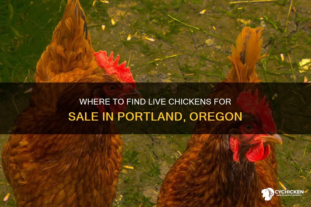 where to buy live chicken in portland