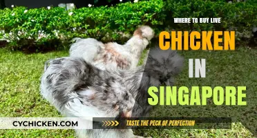 Best Places to Buy Live Chicken in Singapore: A Comprehensive Guide