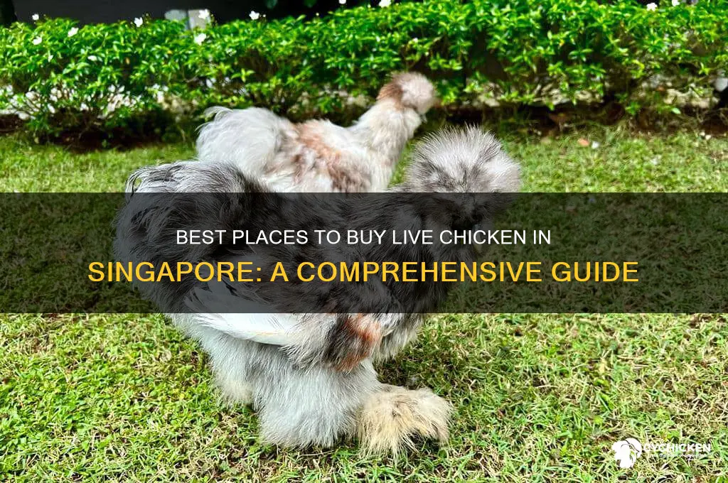 where to buy live chicken in singapore